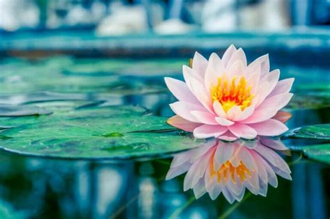  Lotus Pond (Gül Gölleri) Yansım ve Işık Oyunları ile Dolup Taşmış Bir Çalışma!